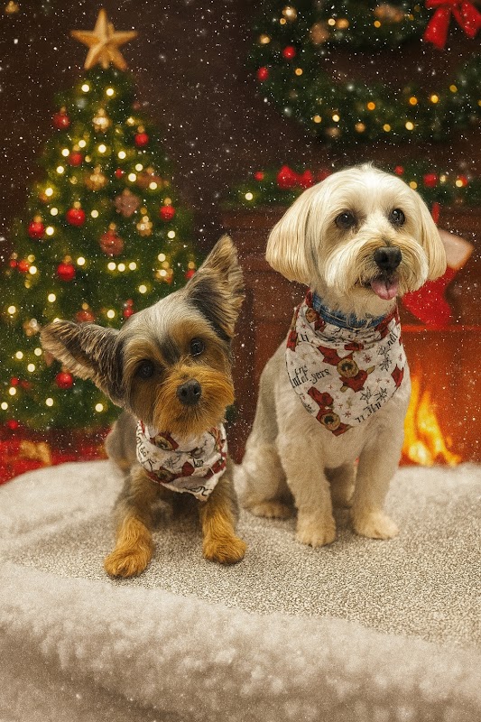 Two freshly groomed dogs in front of a Christmas tree