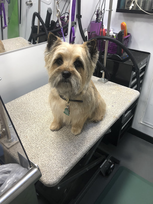 Yorkie freshly groomed on the grooming table